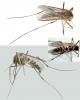 Ochlerotatus sticticus